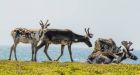 Provinces fail to meet deadline to protect threatened boreal forest caribou habitats