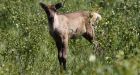 Province introducing emergency 'maternal pen' to protect young caribou at risk of disappearing