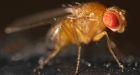 Scientists build better search engine by mimicking fruit fly brain