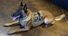 Toronto police board to consider donation of canine body armour