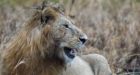 South Africa: Poacher killed by elephant then eaten by lions