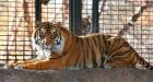 Zookeeper hospitalized after tiger attack at Topeka Zoo