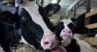 U.S. amping up dispute with Canada over allowed exports of American&nbsp;dairy&nbsp;products