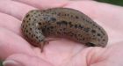 Scarcity of slugs has U of A biologist urging gardeners to dig some up for her research