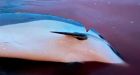 Faroe Islands will review regulations after record dolphin slaughter