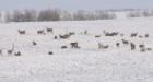 Sask. farmer says hundreds of deer took over his property, then coyotes came