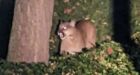 City of Victoria worker fired for removing head of shot cougar