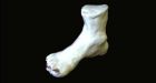 Another mysterious right foot floats ashore in Gulf Islands