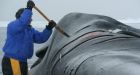 Toxic chemical levels finally dropping in Arctic food animals