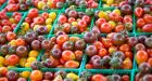 In praise of purple tomatoes