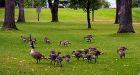 Don't kill Canada geese in Kelowna, group urges