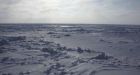 Feds designate �critical habitat� for polar bear
