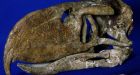 Ancient birds jabbed at prey with axelike beaks