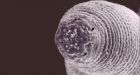 Deepest-living land animal found