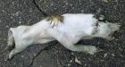 Mystery roadkill in Minnesota has experts baffled