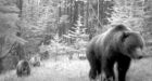 Grizzly train deaths examined in Banff park
