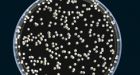 Strange Fungi Now Stalk Healthy People: Scientific American
