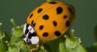 Swarms of biting ladybugs invade Montreal-area homes