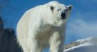 Hunt quotas cut for southern population of polar bears