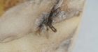 P.E.I. police investigate food-tampering after sewing needles found in potatoes