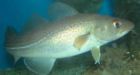 Baker: New fish science report paints dizzying picture for industry future