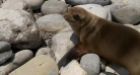 Record number of emaciated sea lion pups stranded on California beaches