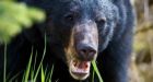 Bear attack kills camper Daniel Ward O'Connor near Mackenzie, B.C.