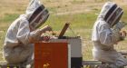 A Sharp Spike in Honeybee Deaths Deepens a Worrisome Trend
