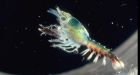 Climate change impact on lobster already visible