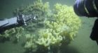 Glass sponge reefs in B.C. need more protection, group says