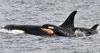 New hydrophones in B.C. monitor ship noise in bid to help whales