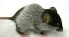 Mouse Study Hints at New �Male Contraceptive�