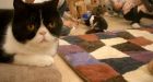Vancouver�s first-ever cat caf� meow hiring