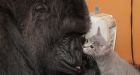 Koko the gorilla adopts two kittens and cuddles up to them in footage