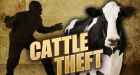 Kijiji-using cattle rustler confesses his crimes in Kamloops court