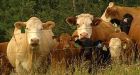 $10K reward posted for Okanagan cattle rustlers