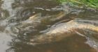 Vancouver's Still Creek sees salmon for fourth year running