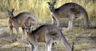 Australian Museum sets record straight on photos of 'grieving' kangaroos